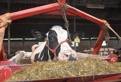 Koe in bad doen