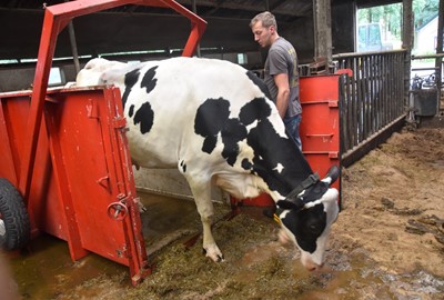 Koe uit bad halen