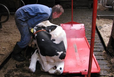Koe uit stal halen met brancard